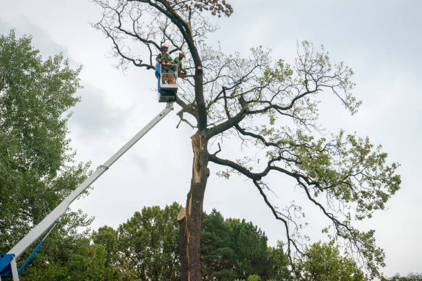 Best Lawn Grading and Leveling  in The Woodlands, TX